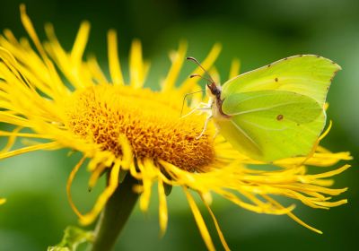 Dyr, fugle og Insekter